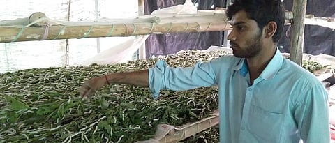 रेशीम शेडमध्ये ‘उझी’ माशीचा प्रादुर्भाव  Infestation of ‘Uzi’ fly in silk shed