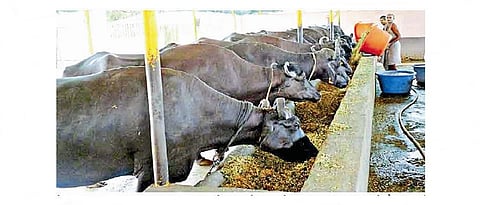 Give green and dried fodder to the animals.