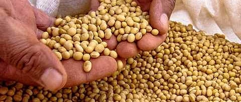  Soybean 