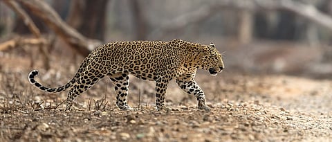 Leopard  