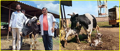 Tamkhada (Dist. Satara): Dayaram Thengil and Dr. Shyam Zanwar with Holstein Friesian Surrogate Cows