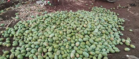 पुणे जिल्ह्यात गारपिटीमुळे  आंब्याचे मोठे नुकसान Due to hail in Pune district Great loss of mango