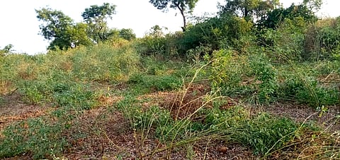 शेतीला सोलर कुंपण घाला  Put a solar fence on the farm
