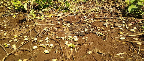 Crop Damage