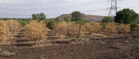 फळबाग 