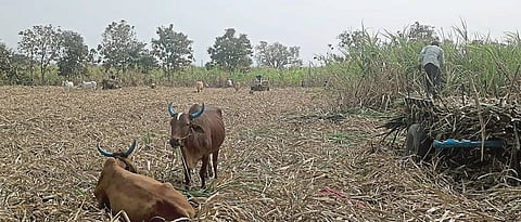 यवतमाळ : सवना परिसरातील तोडणी झालेला ऊस.