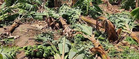 Crop Damage 