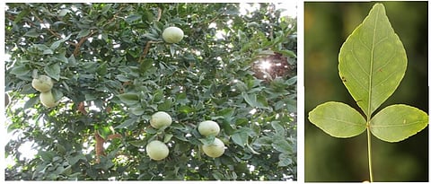 bell tree