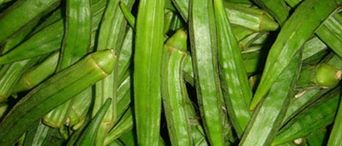 Okra Crop