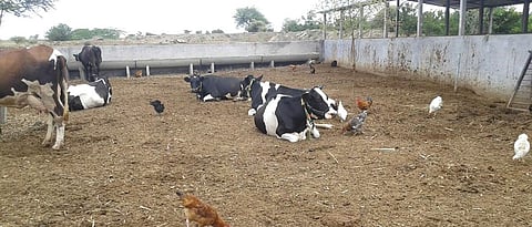 cow shed