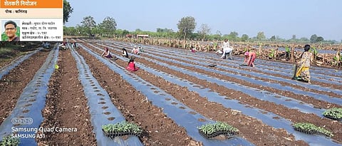  गादीवाफ्यावर कलिंगड रोपांची लागवड करण्यात आली.