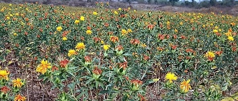 Safflower Varieties