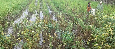 Crop Damage