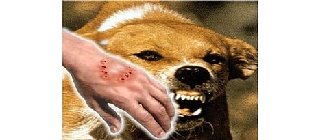 Check for rabies symptoms, take measures