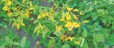 Soyabean