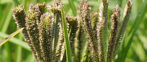Nachani cultivation