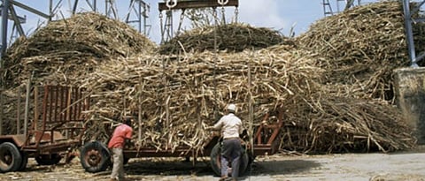 Sugarcane Crushing