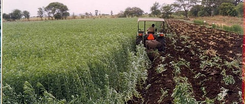green manure crops helps to fertilize the soil