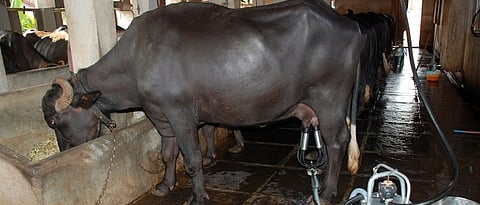 keep the cattle shed clean and dry.