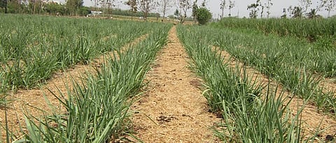 जैविक आच्छादनामुळे जमिनीत सेंद्रिय घटक मिसळले जातात.