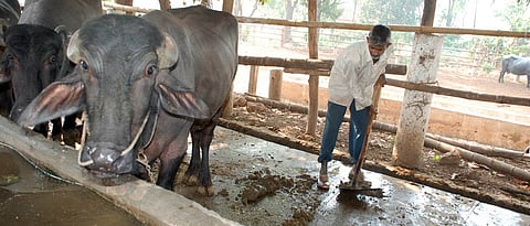 गोठ्याची स्वच्छता ठेवल्याने डास, माश्‍यांचा प्रादुर्भाव होत नाही.