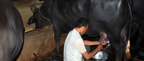 clean milk production
