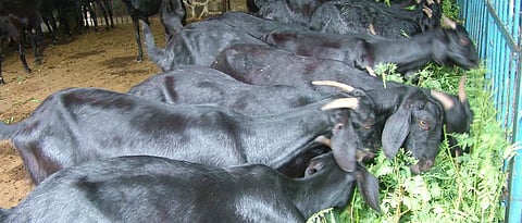 Goat Rearing 