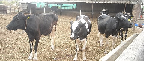 मुक्त संचार गोठ्यामध्ये जनावरांच्या नैसर्गिक सवयी जोपासल्या जातात.