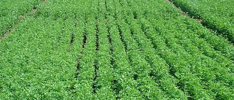 Fodder Crop