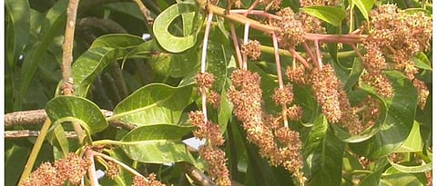 pest infestation on mango 