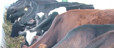 Clean and healthy fodder should be given in the diet of animals.