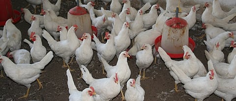 Identify the prevalence of various diseases in chickens
