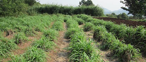 Nepiar grass