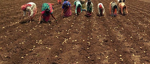 Potato Cultivation 