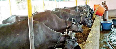 संतुलित, संपूर्ण आहार तंत्रामुळे जनावरांची प्रजनन क्षमता सुधारते.
