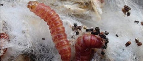 pink ball worm
