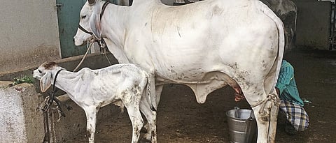 dairy cow lactation curve 