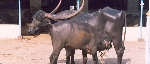 गाभण जनावरे, नवजात वासरांना जपा 