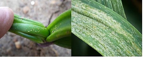 Thrips on onion 