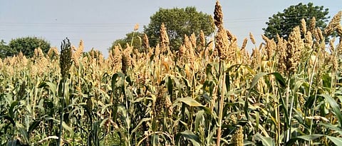 Use sorghum varieties according to soil type