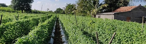 bitter gourd cultivation