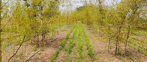 Lucerne and maize intercrops for fodder in bamboo plantations.