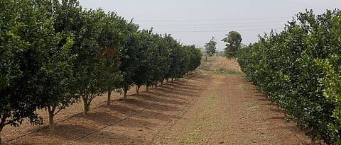 Land selection is important in citrus orchard cultivation.