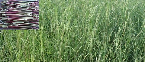 Marvel grass for green fodder: Phule Govardhan