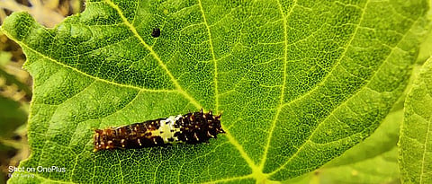 Pest management on citrus fruits