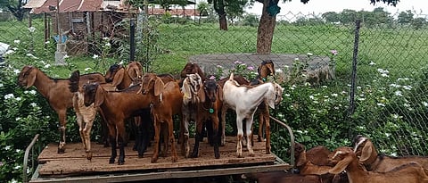 Goat Rearing 