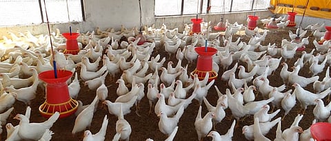 Feed the hens adequately.