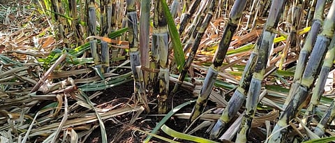 Integrated nutrient management leads to vigorous growth of sugarcane.