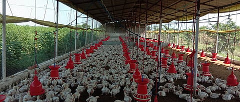 Poultry business under contract farming.
