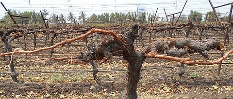 grapes advisory